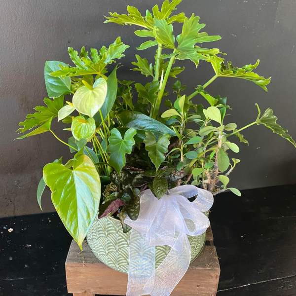 Potted green houseplant arrangement with a sheer white bow