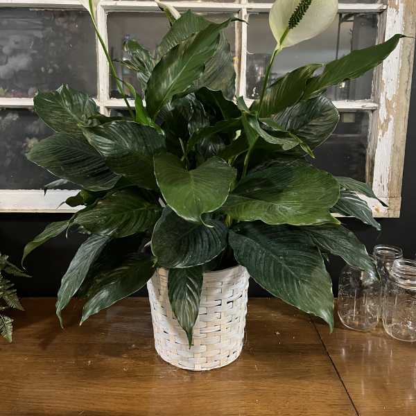 White peace lilies in a woven basket planter