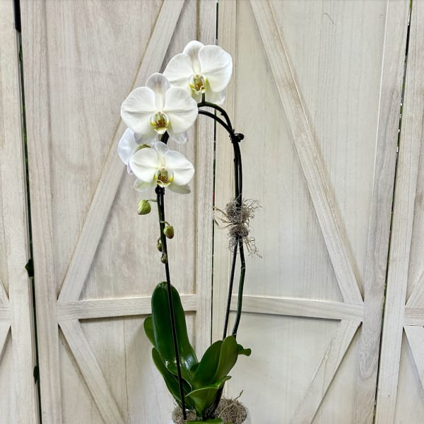 Single or Double Stem Orchid!