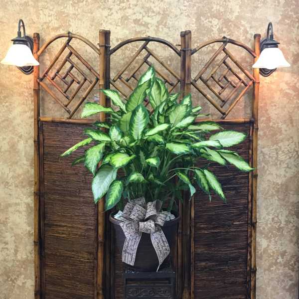 Potted green houseplant with a decorative bow on a stand