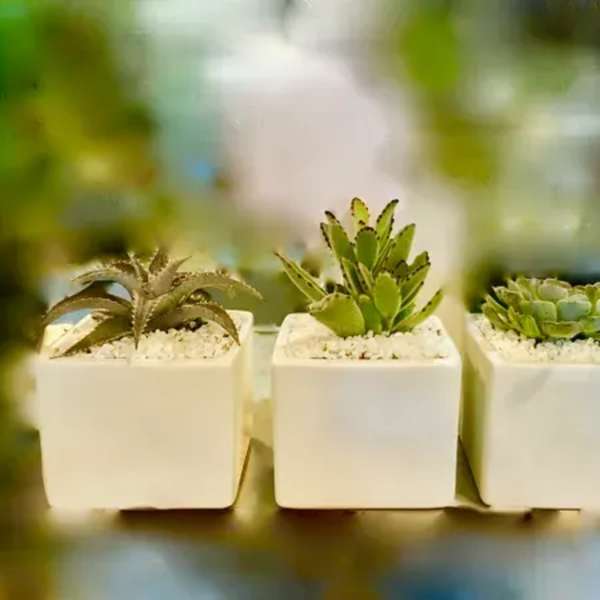 Three small succulents in white square pots with white pebbles