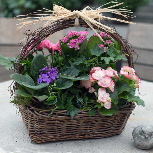 Flowering plants in a wicker basket with a straw bow