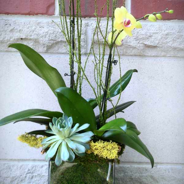 Yellow orchids in a glass vase with a succulent accent