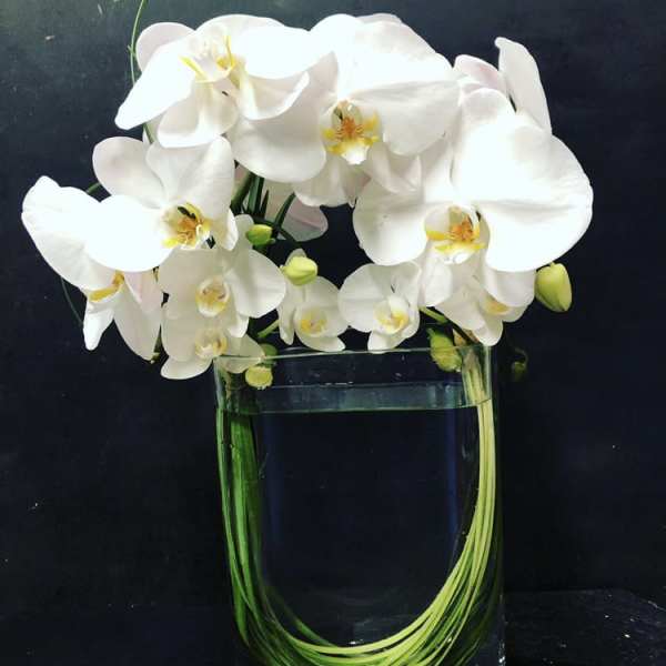 White orchids arranged in a clear glass vase