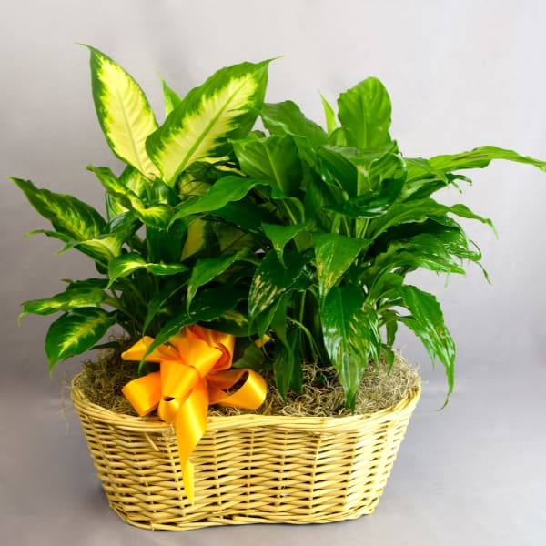 Potted green plant in a wicker basket with an orange ribbon