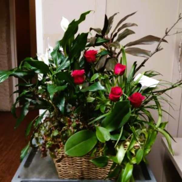 Basket arrangement with red roses and lush green foliage