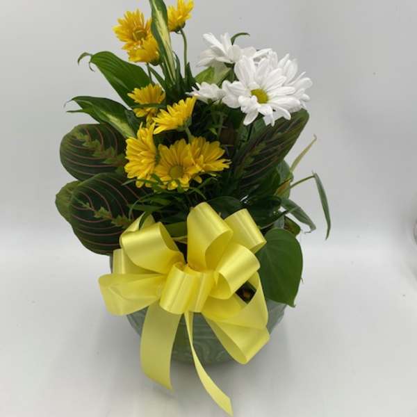 Yellow and white daisy bouquet in a pot with a yellow ribbon