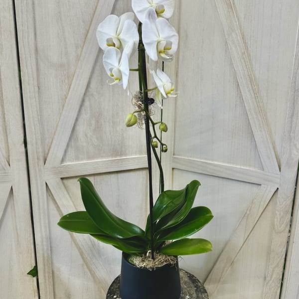 White orchid plant in a black pot with broad green leaves
