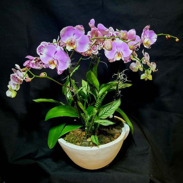 Potted pink phalaenopsis orchid plant with lush green foliage in a white bowl-shaped planter