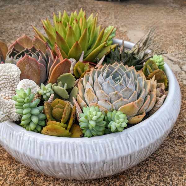 Low white ceramic bowl filled with assorted succulents and textured accents