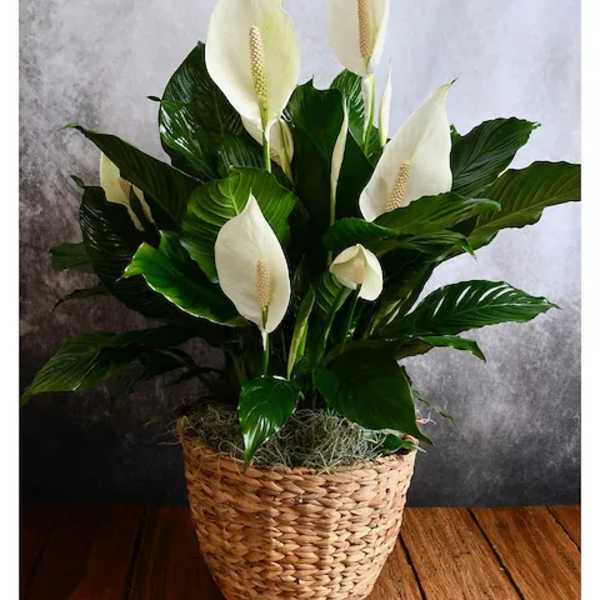 Peace Lily (8 inch)