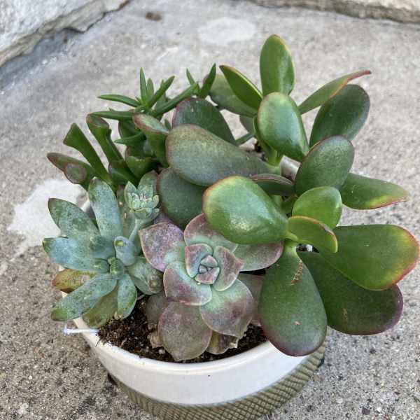 Potted succulent arrangement in a white bowl planter