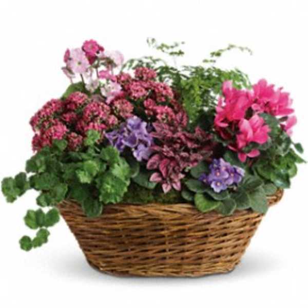 Basket of potted flowering plants in pink, purple, and green