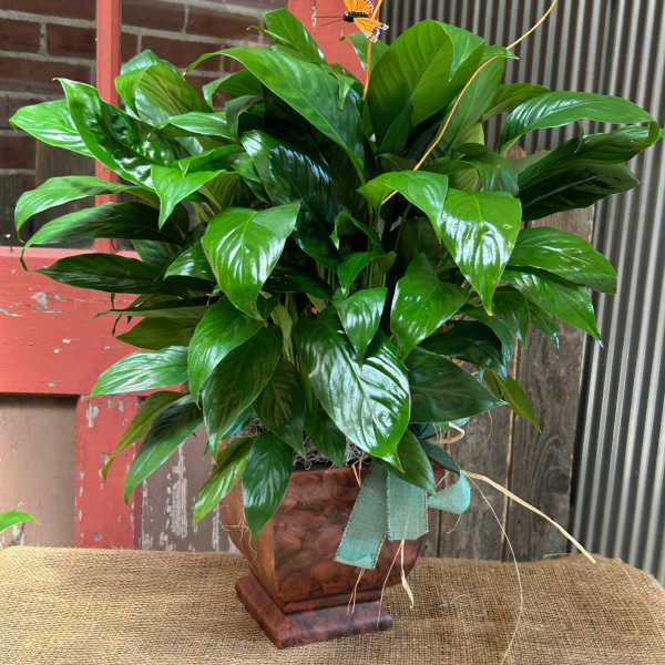 Potted green houseplant in a brown decorative container with a butterfly pick