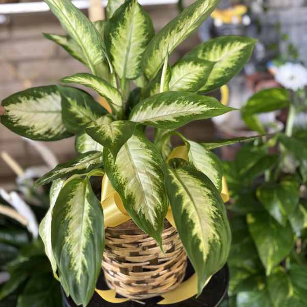 Variegated green houseplant in a woven basket with a yellow ribbon