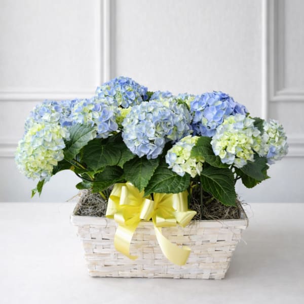 Spring Garden Hydrangea Basket