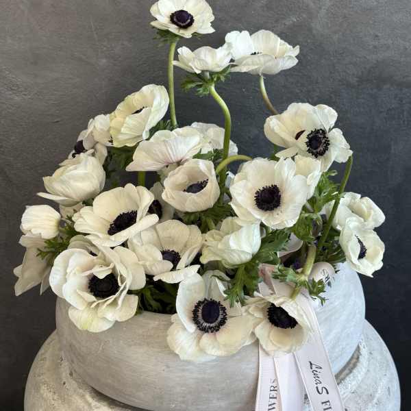 White anemone bouquet in a round ceramic vase with a ribbon