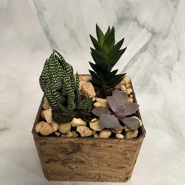 Small succulent arrangement in a square wooden planter with decorative stones