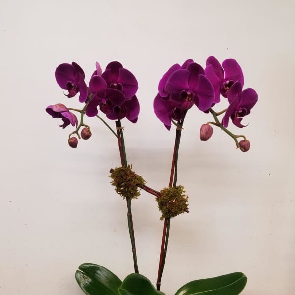 Two purple orchids in a moss-covered pot with broad green leaves