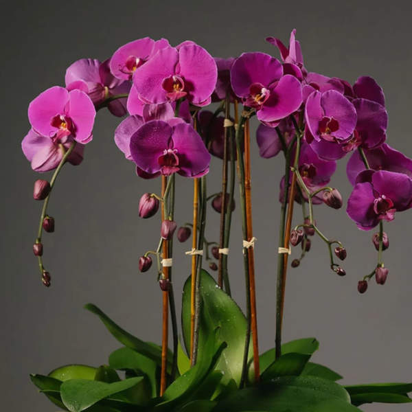 Pink orchid arrangement in a black pot