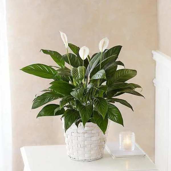 White potted peace lily plant with glossy green leaves and white blooms