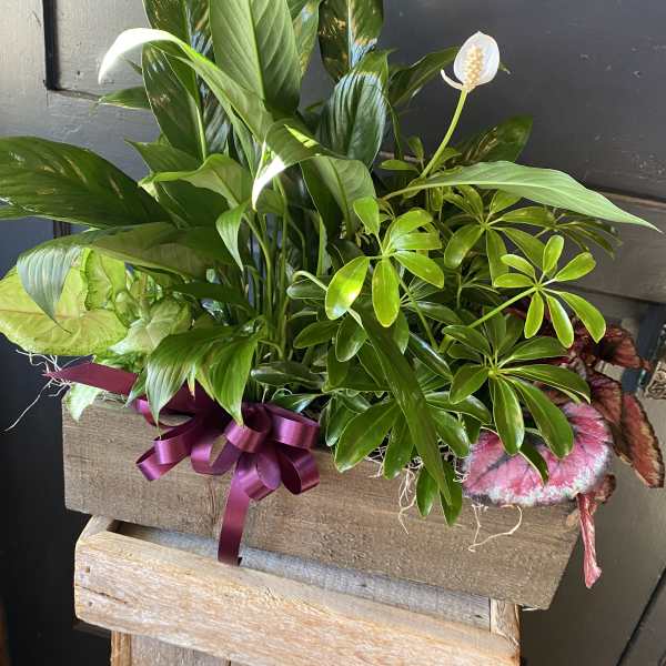 Mixed green houseplants in a rustic wooden planter with a purple ribbon