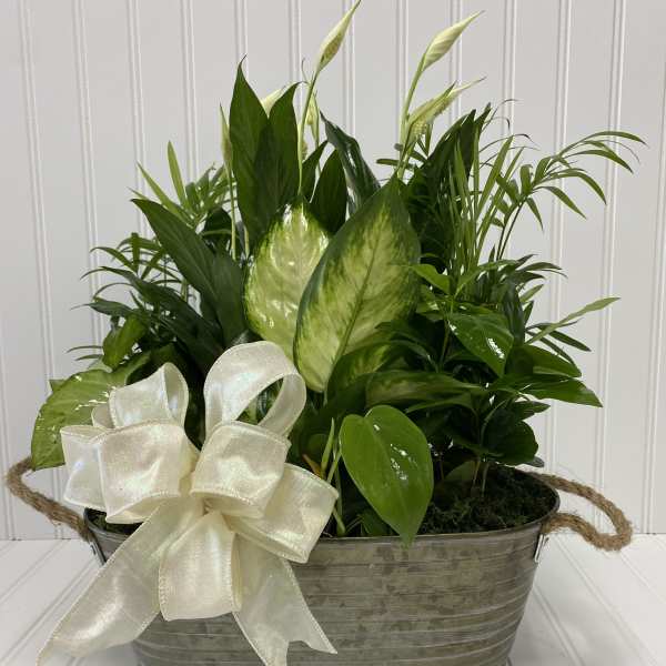 Green potted plant arrangement in a metal basket with a cream ribbon