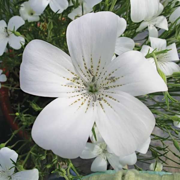 Agrostemma – Ocean Pearls