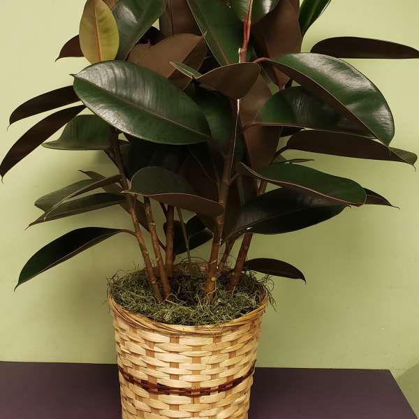 Potted rubber plant in a woven basket planter