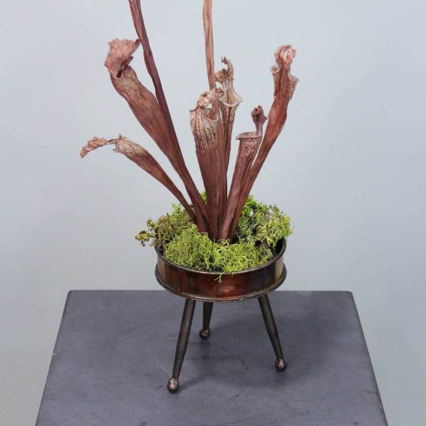 Tall arrangement of dried pitcher plants in a metal stand