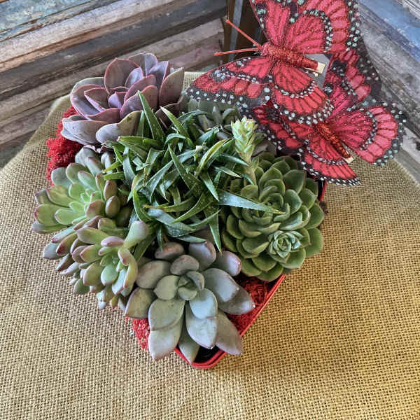 Succulent arrangement in a red container with a decorative butterfly pick