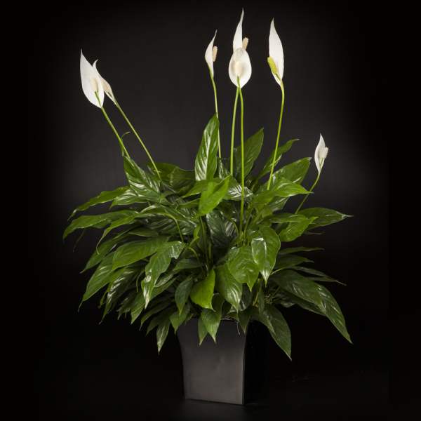 Potted peace lily plant with white blooms in a dark container