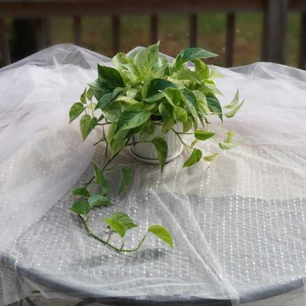 Potted trailing green houseplant on a table draped with white tulle