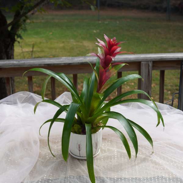 Potted bromeliad with red bloom and long green leaves