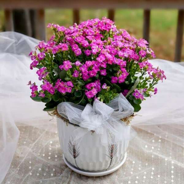 Pink flowering plant in a white pot with a sheer bow