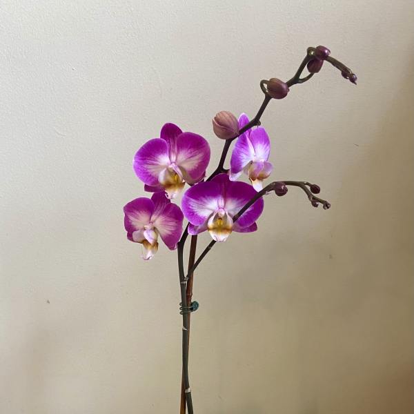 Purple Passion Orchid - Live Plant