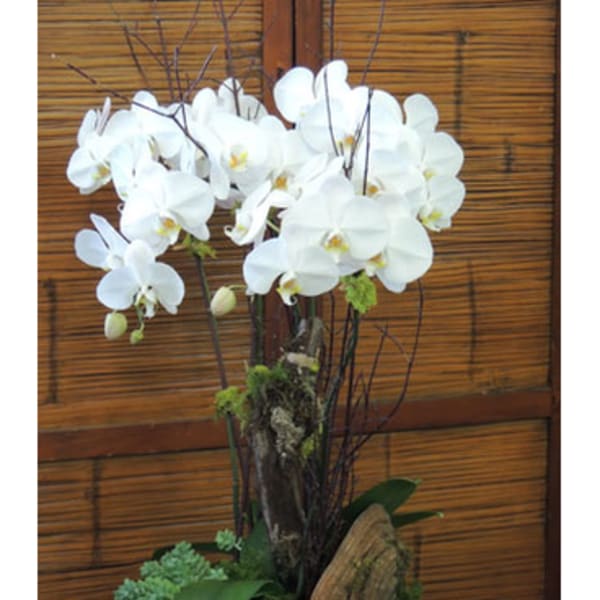 White orchid arrangement in a tall vase with moss and wood accents