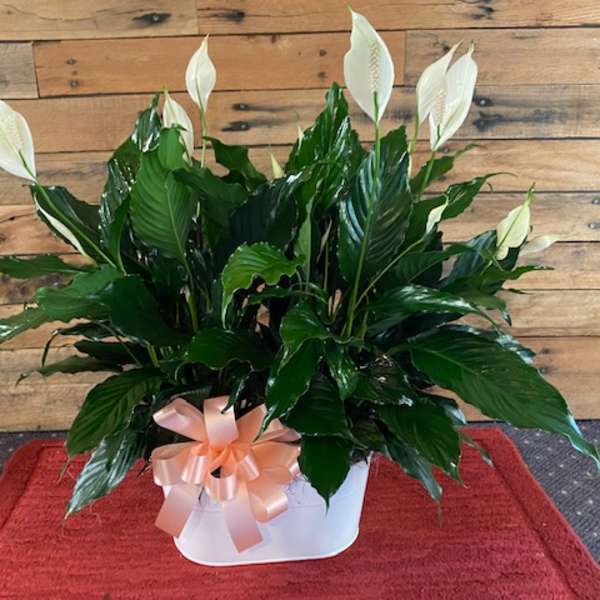 White peace lilies in a white container with a pink ribbon