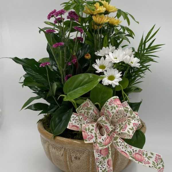 Mixed potted floral arrangement with daisies and a decorative ribbon bow