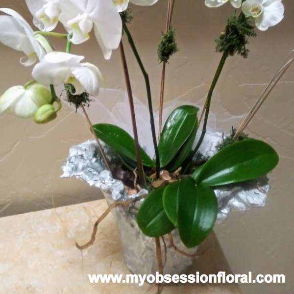 White orchid plant in a wrapped pot with glossy green leaves