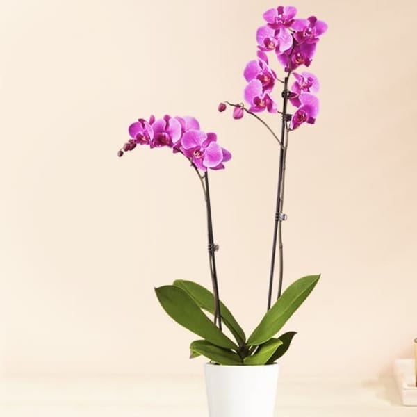 Potted orchid plant with two stems of purple blooms