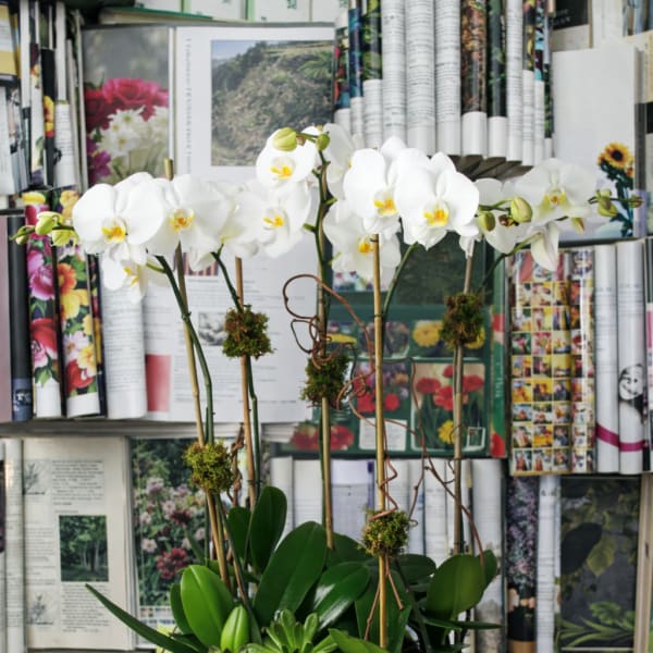 White orchid arrangement in a low white planter with green succulents