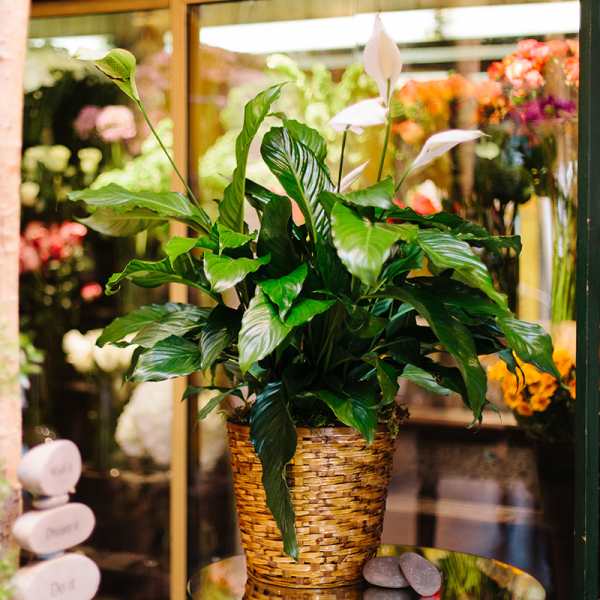 Tall peace lily plant with white blooms in a woven basket planter
