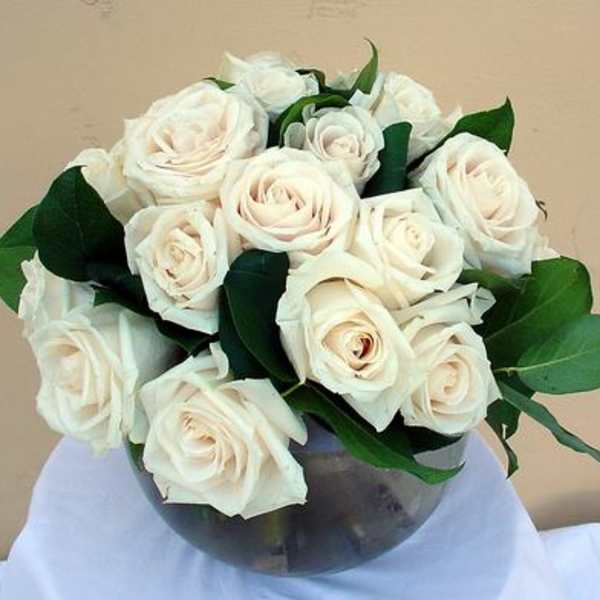 24 White Roses
