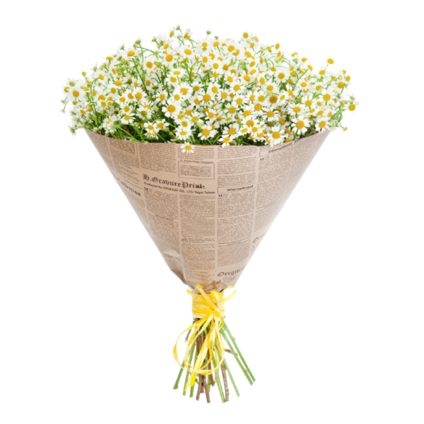 Bouquet of white daisies with yellow centers wrapped in newspaper-style paper
