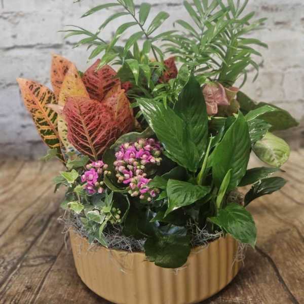 Mixed potted plant arrangement with pink blooms in a beige container