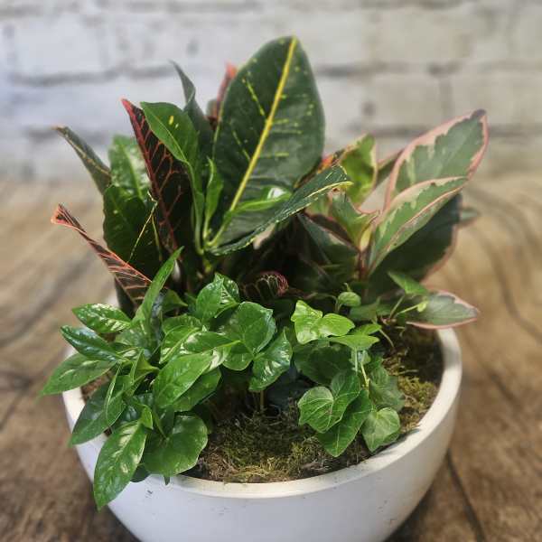 Potted croton and ivy arrangement in a white bowl planter