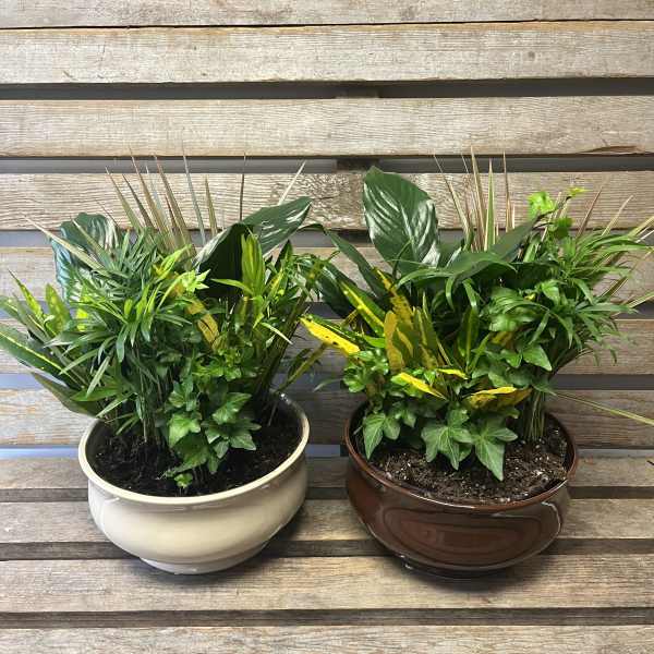 Two mixed green potted plants in ceramic bowls