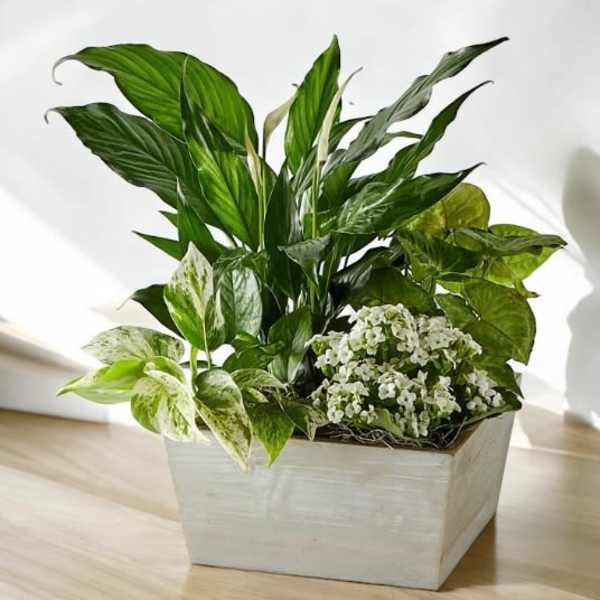 Potted green plant arrangement in a white rectangular planter