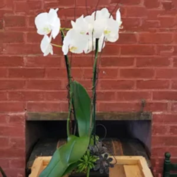 White orchid plant in a black pot with broad green leaves